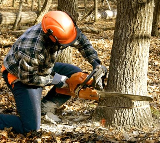 Tree Removal in Woodward, PA